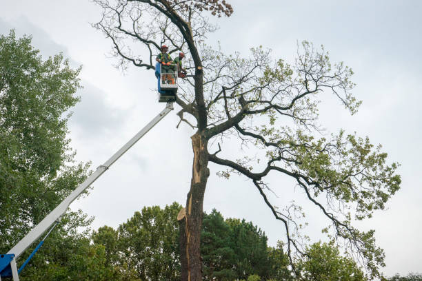 Best Tree Removal Near Me  in Chanhassen, MN